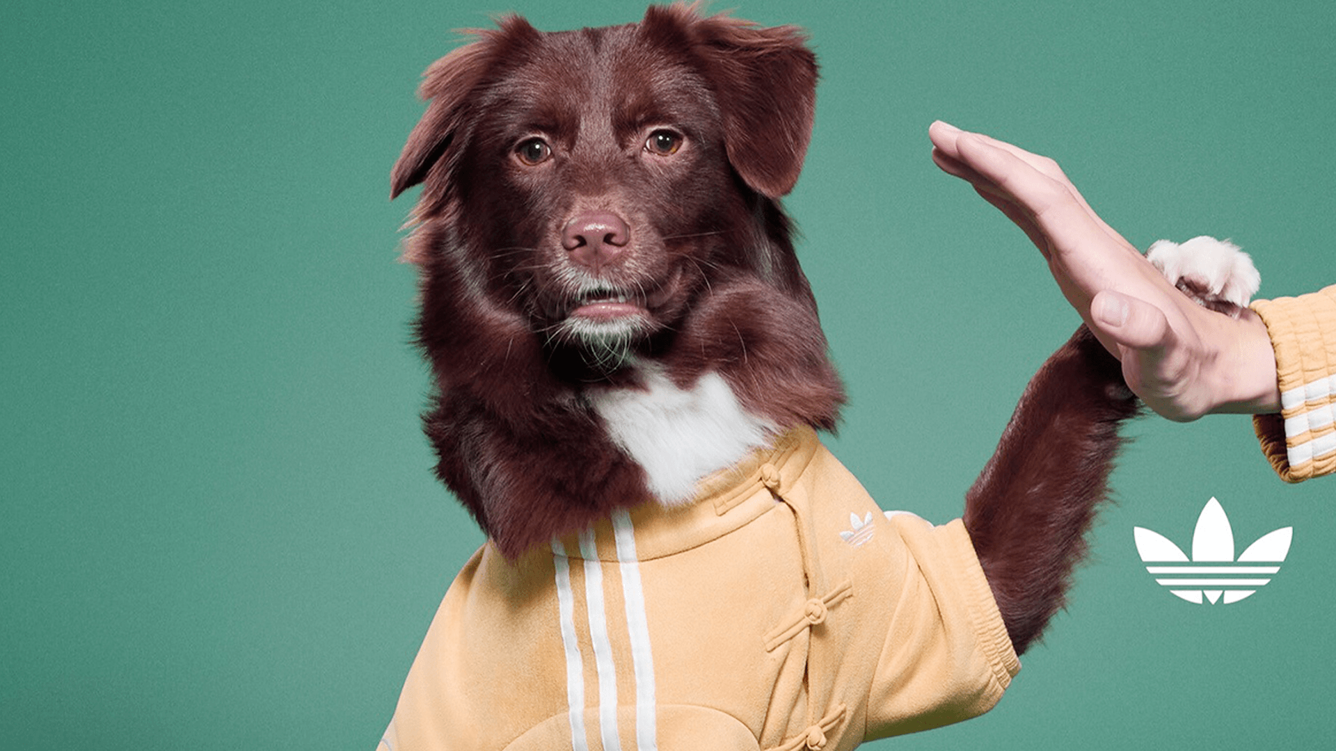 Adidas Originals Brings Pet Collection to Japan
